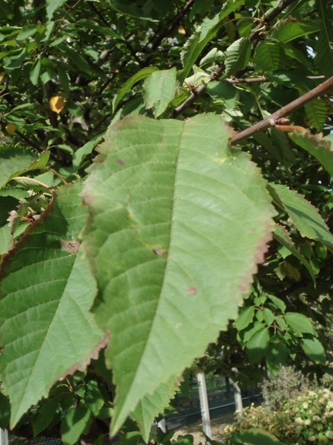 Prunus avium feuille